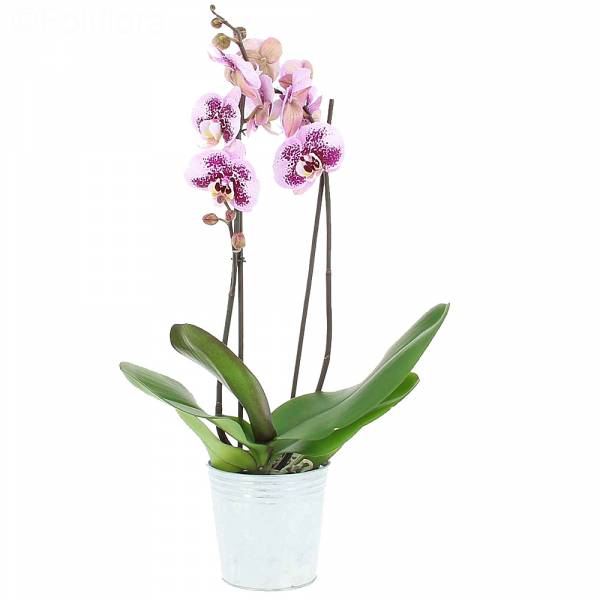 Orchidée Mouchetée