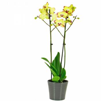 Fleurs Plaisir - Orchidée Papagayo