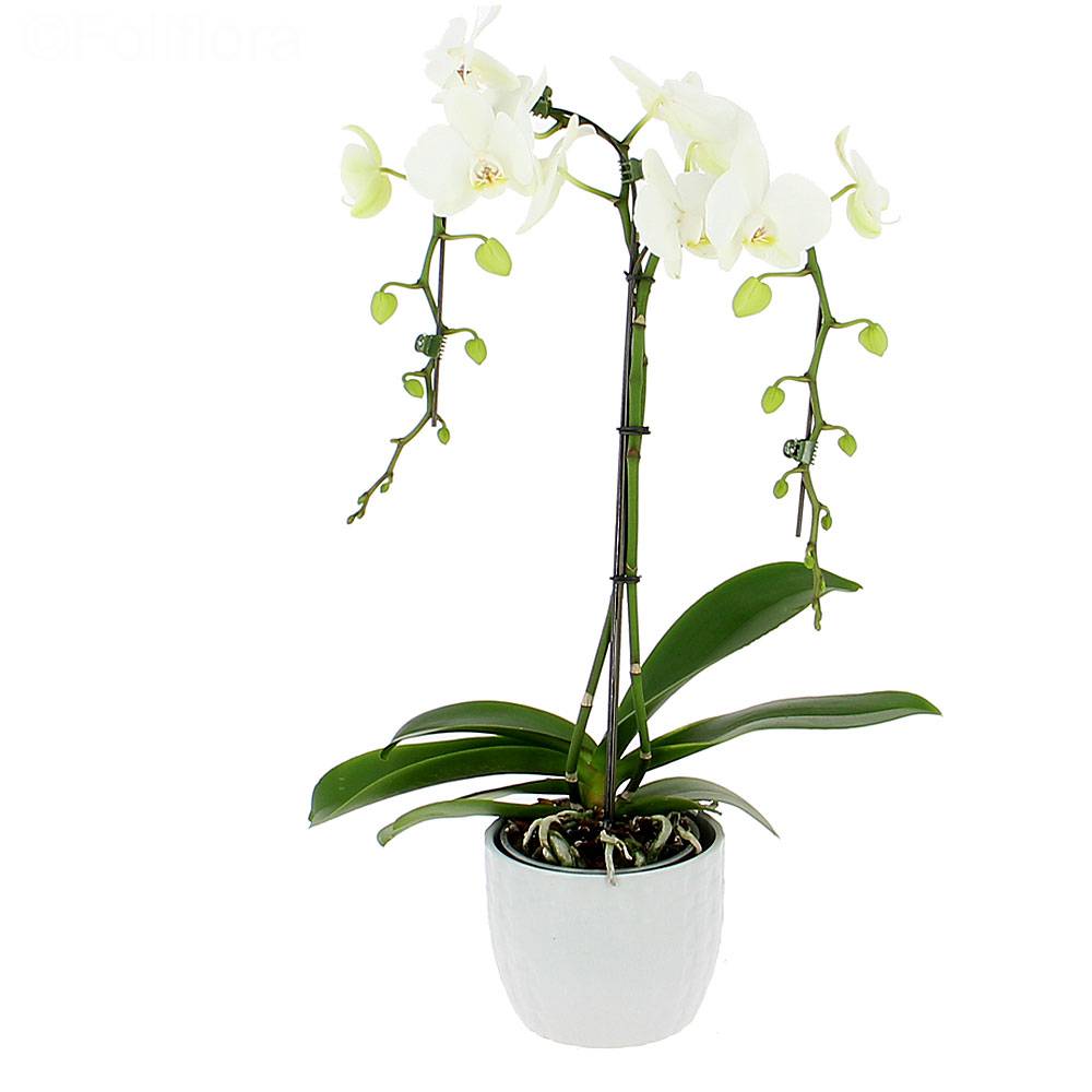 Livraison orchidée parapluie - Orchidée - Foliflora