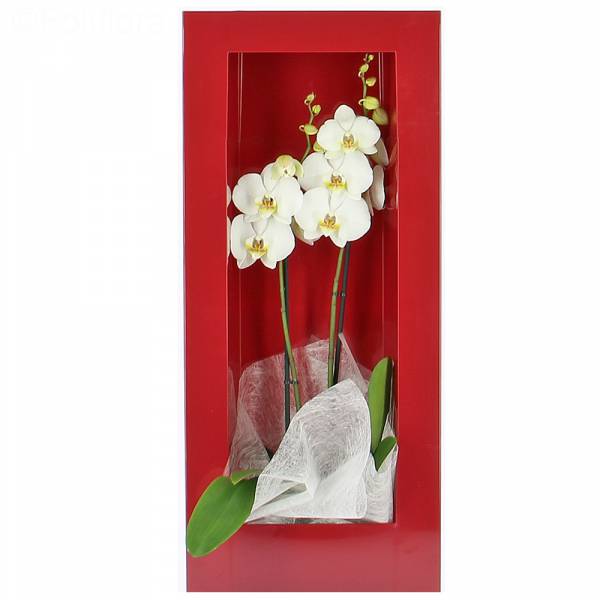 Passie Orchidee