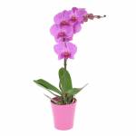 orchidee-phalaeno