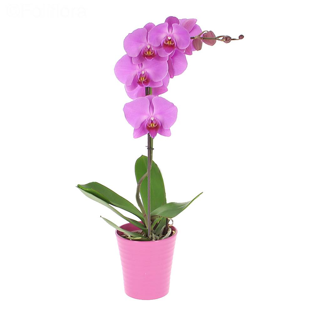 Livraison orchidée phalaenopsis - Orchidée - Foliflora