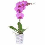 orchidee-phalaenopsis