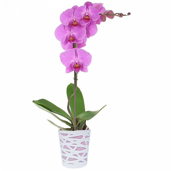  Orchidée Phalaenopsis