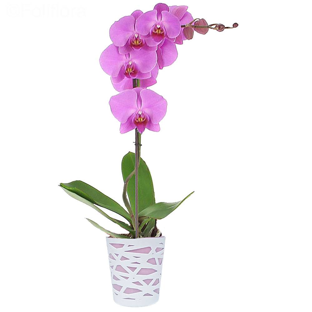 Orchidée Rose + Cache pot Transparent - Vente en ligne au meilleur prix