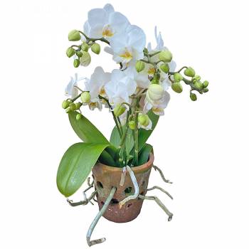 Fleurs Plaisir - Orchidée Pot Terre