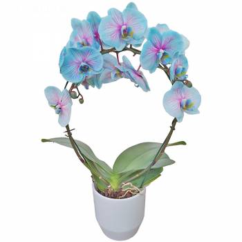 Orchidée - Orchidée Prestige Bleu