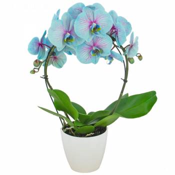 Livraison en moins de 24h : Orchidée Prestige Bleu