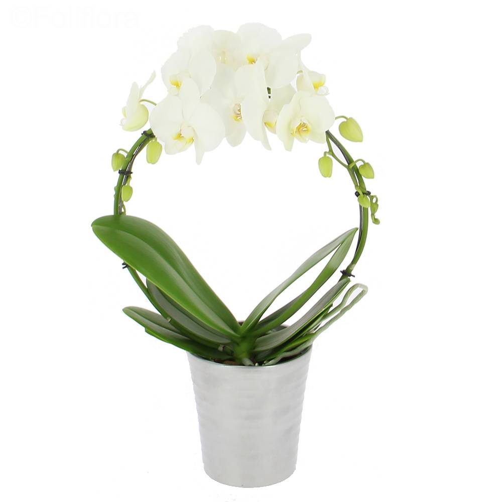 Livraison orchidée prestige - Orchidée - Foliflora
