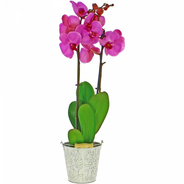 Orchidée Purple