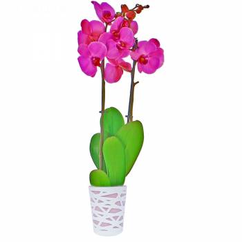 Livraison express : Orchidée Purple