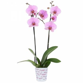 Envoi express : Orchidée Rose Intense (2 branches)