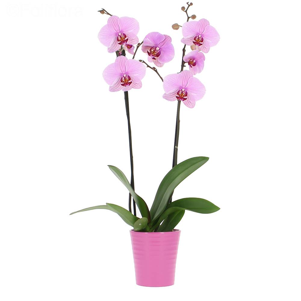 Livraison orchidée rose intense (2 branches) - Orchidée - Foliflora