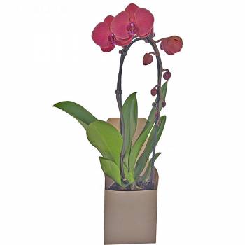 Fleurs Plaisir - Orchidée Rouge Cascade (1 branche)
