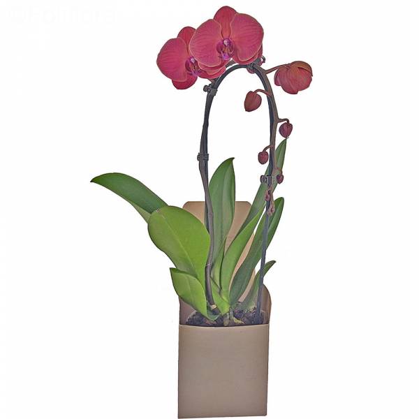 Orchidée Rouge Cascade (1 branche)
