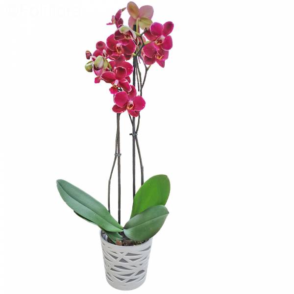 orquídea roja 