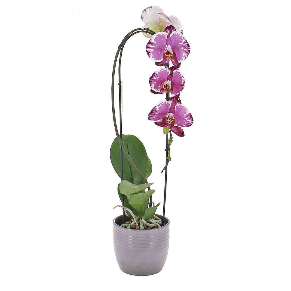 Livraison orchidée cascade - Orchidée - Foliflora