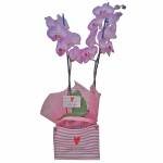 orchidee-saint-valentin-4