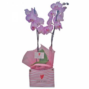 Orchidées - Orchidée Saint-Valentin