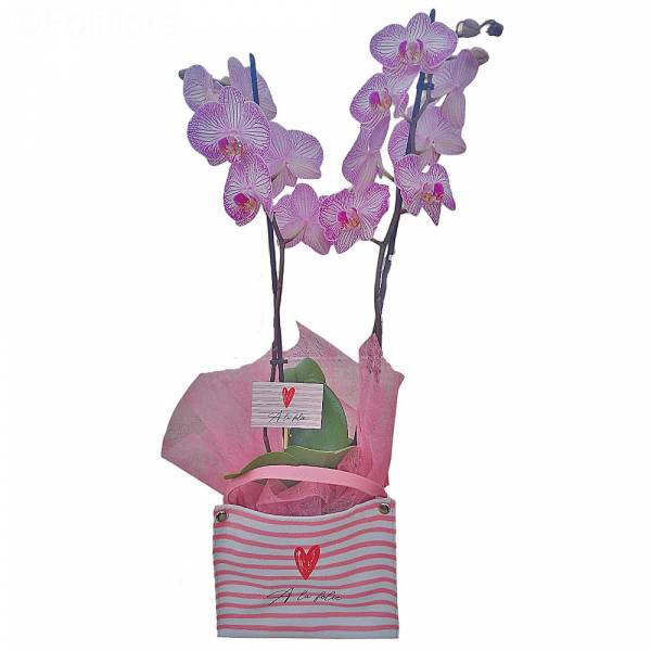 Valentine's Day Orchid