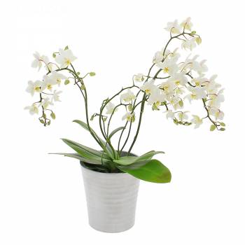 Envoi express : Orchidée Sauvage