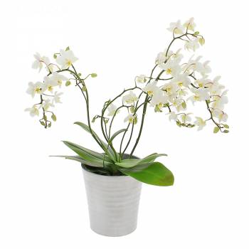  - Wilde Orchidee