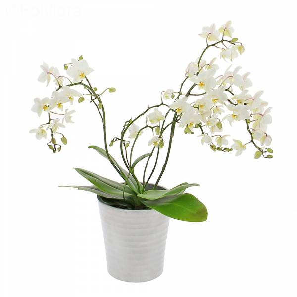 Orchidea Selvaggia