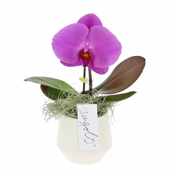 Orchidée Singolo