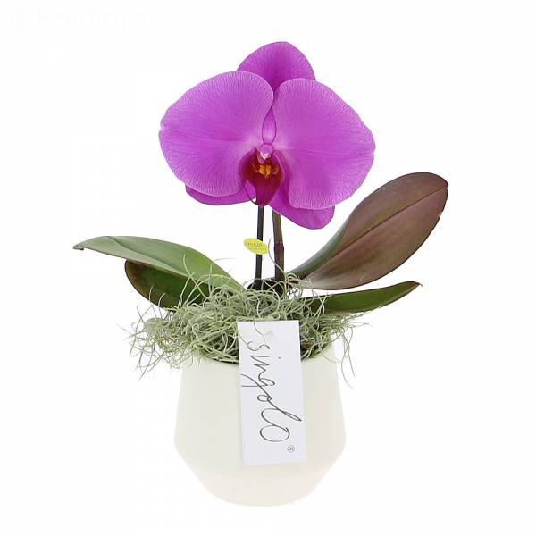 Singolo Orchid