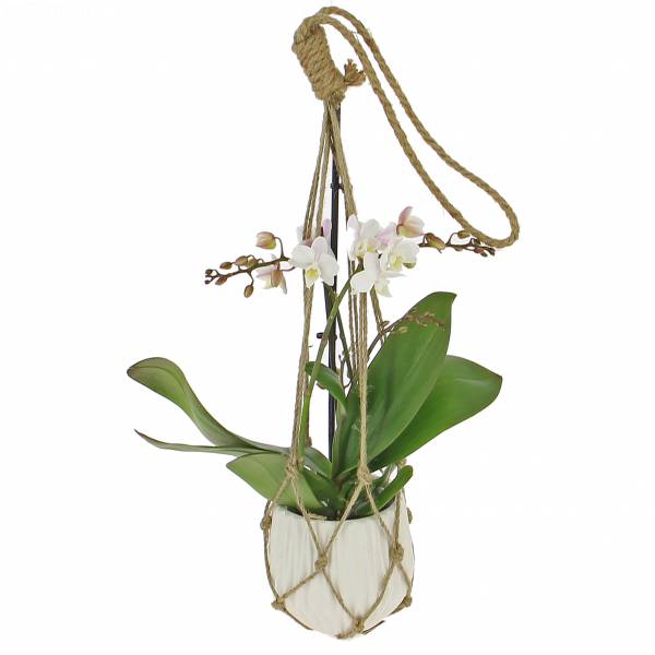 Hängende Orchidee