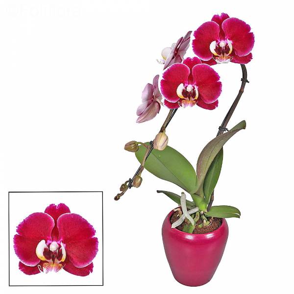 Orchidée swan