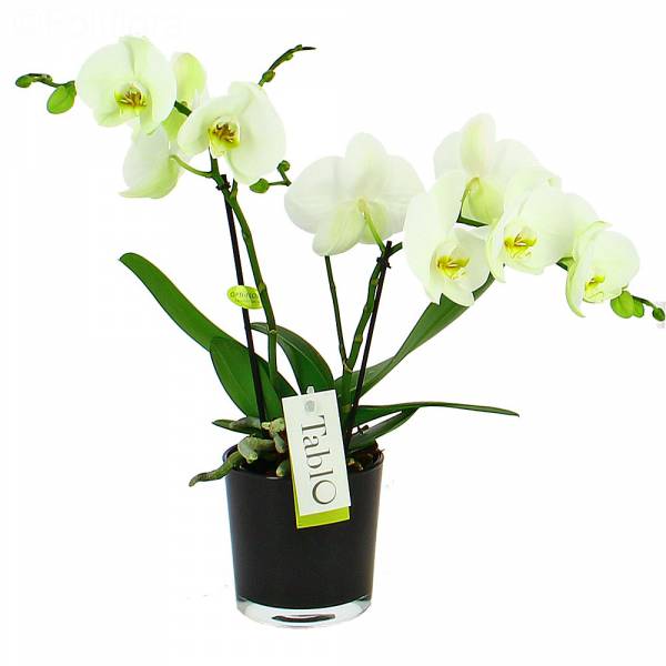 Orchidée Tablo