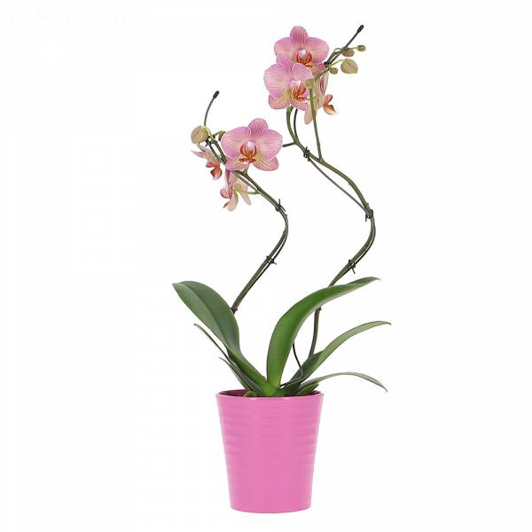 Orchidée Twist