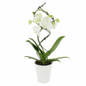 Amour - Orchidée Twist Blanche