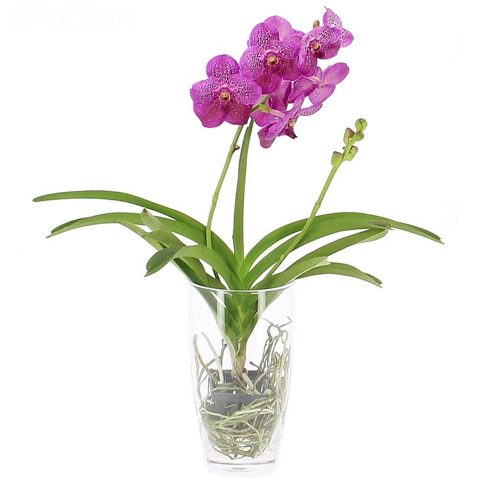 Delivery vanda orchid + free vase - Orchid - Foliflora