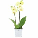 orchidee-vanille