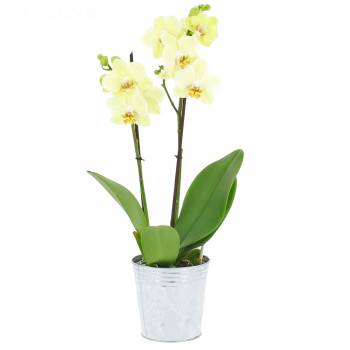 Orchidée - Orchidée Vanille