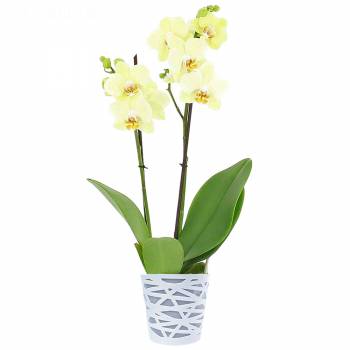 Orchidée - Orchidée Vanille