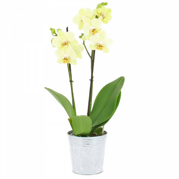 Orchidée Vanille