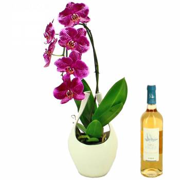Orchidée - Orchidée et Vin Rosé