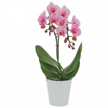 Orchidée - Orchidée Wonder Pink