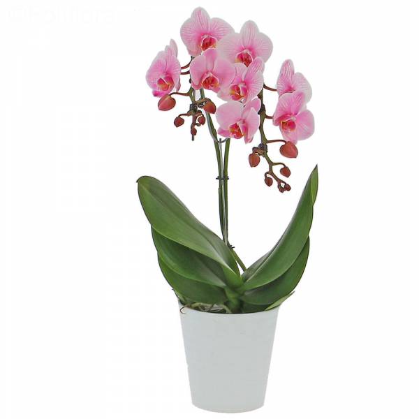Orchidée Wonder Pink