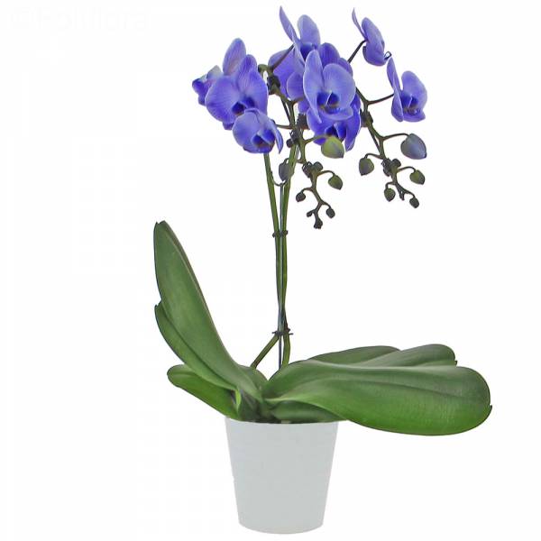 Orchid Wonder Purple