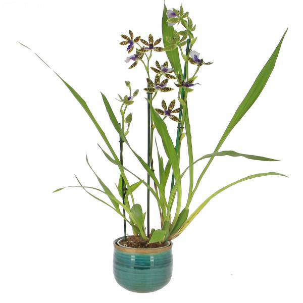 Zygo Orchid