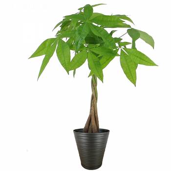 Green plant - Braided pachira