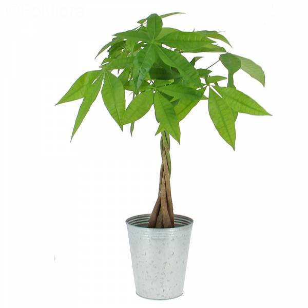 Pachira tressé