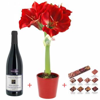 Plante fleurie - Amaryllis + Beaujolais Nouveau + Chocolats