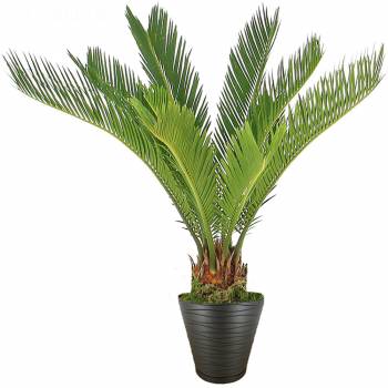 Green plant - Palm of peace