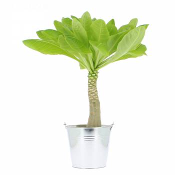 Green plant - Hawaiian palm