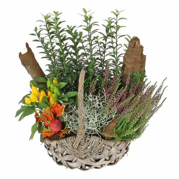 Flowering plant - Autumn basket